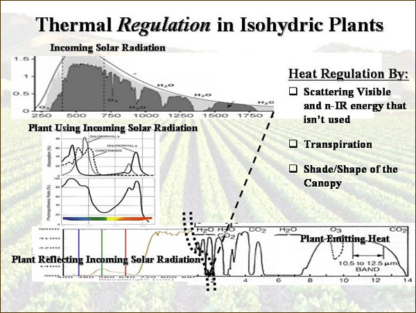 Theranl Regulation In Isohydric Plants